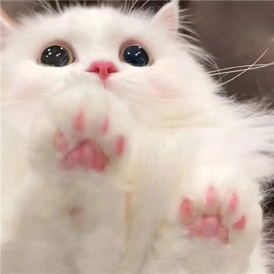 Phạm Đình Chiểu avatar